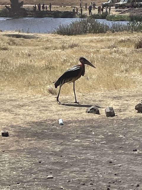       A stork standing on a dry landscape with water in the background.
  