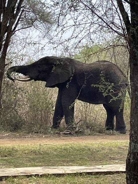       Elephant standing among trees.
  