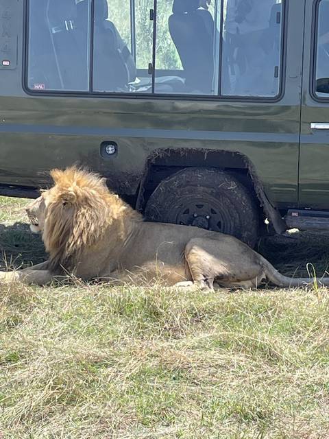       Lion resting in the shade beside a vehicle.
  