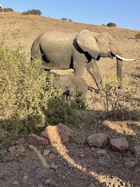       Elephant wandering on a dry landscape with trees and bushes.
  
