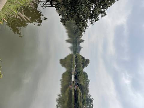       Reflection of trees in a calm lake surface.
  