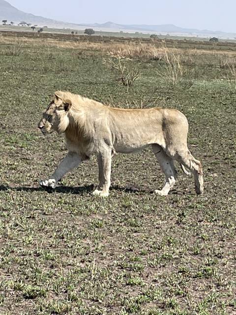       Lion walking on grassland.
  