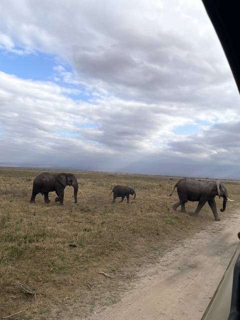       Family of elephants walking across the savannah.
  