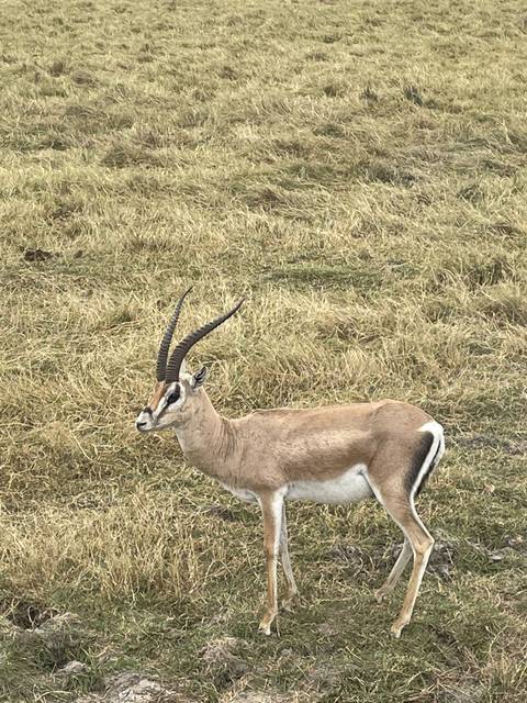 Antelope standing in the grassland field.