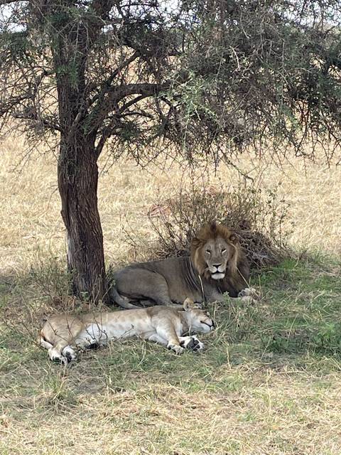       Lions resting under a tree on grass.
  
