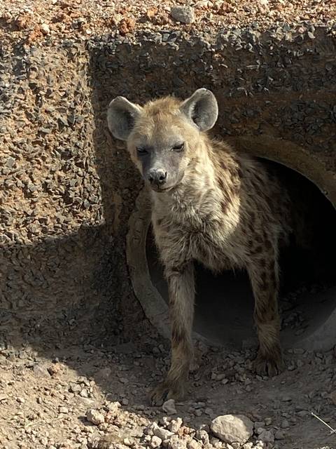       A hyena peeking out from a hole.
  
