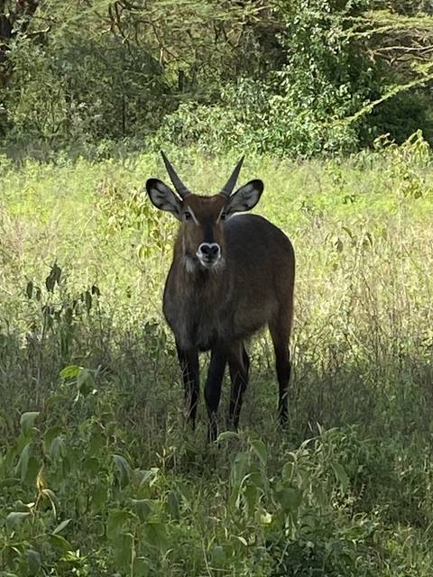      A lone antelope standing amid lush greenery.
  