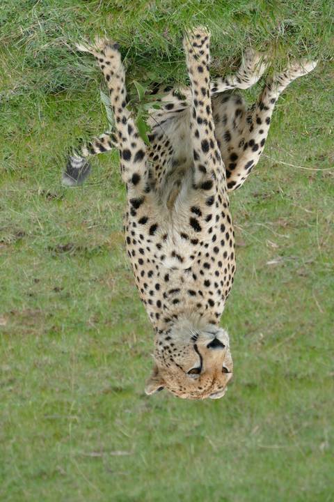 A cheetah sitting on grassy field.