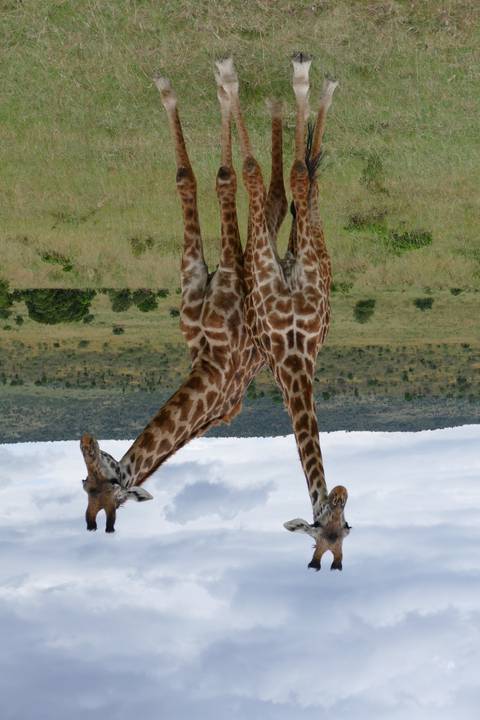       Two giraffes standing in a grassy savannah.
  