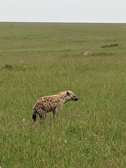 A hyena standing in a grassy field.