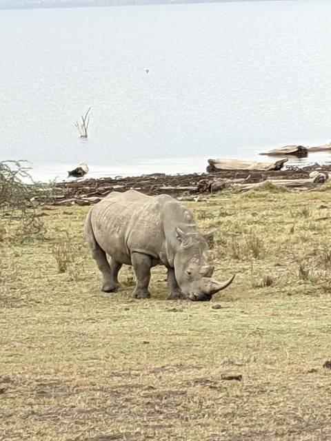 A rhinoceros on dry grass near water.