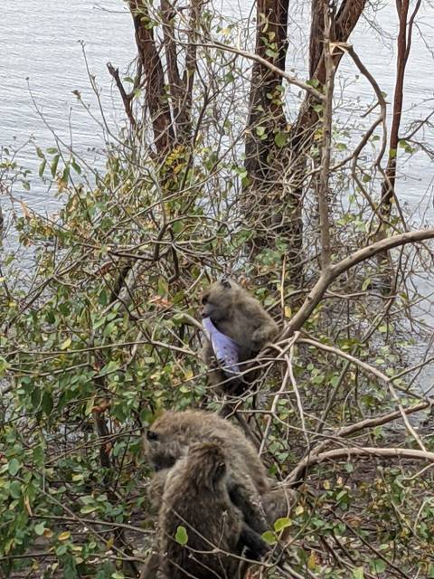 Baboons in a wooded area.