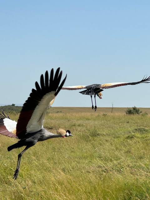 Birds taking off from a grassy area in a savanna setting.