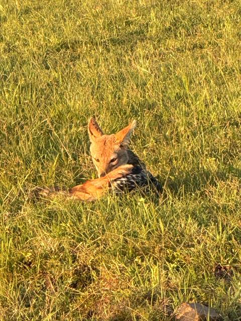       A pup resting in tall grass.
  