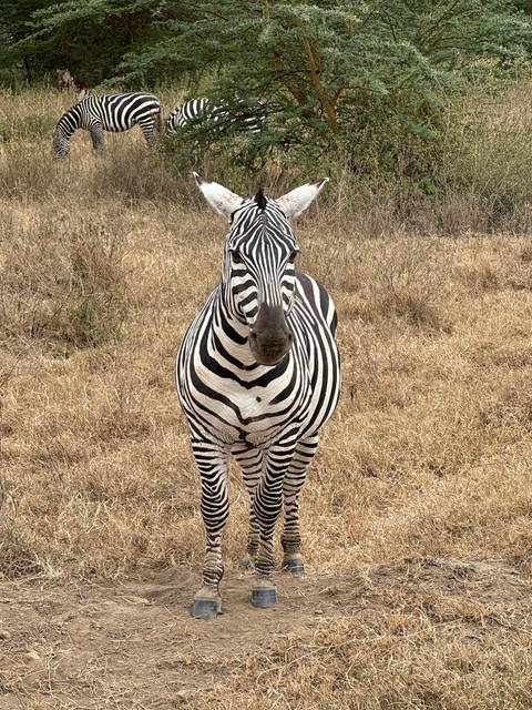 A zebra standing among trees in a dry area.