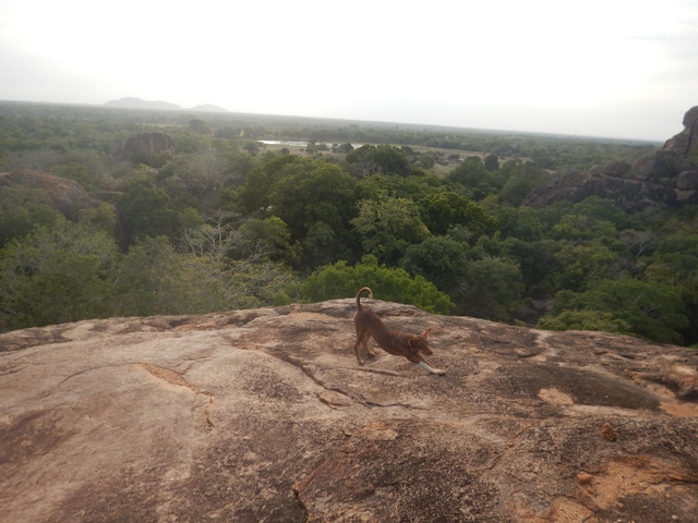 Dog stretching on a rocky surface with trees and landscape.