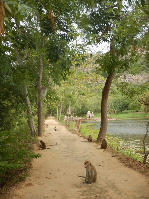 Pathway through a park with trees and a pond.