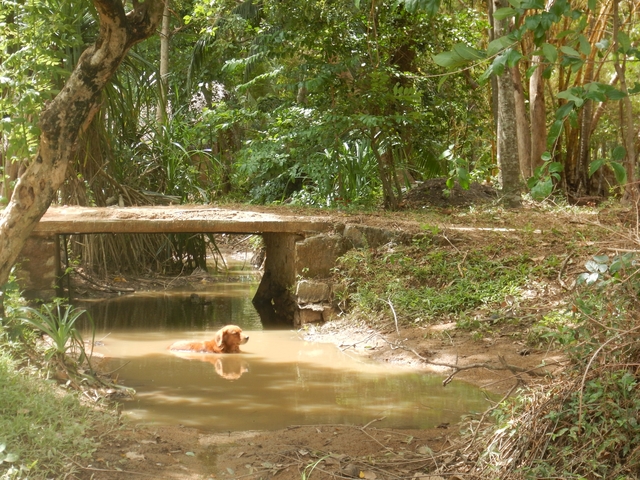 Dog in a river beneath a small bridge with trees surrounding.