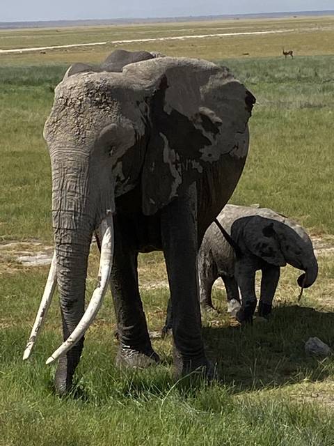Elephants in a grassy field.