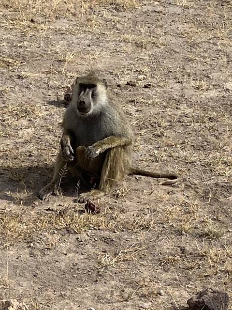 Baboon sitting on the ground.