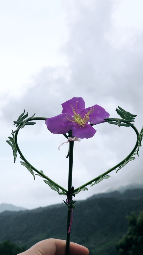 Close-up of a purple flower against a cloudy sky.