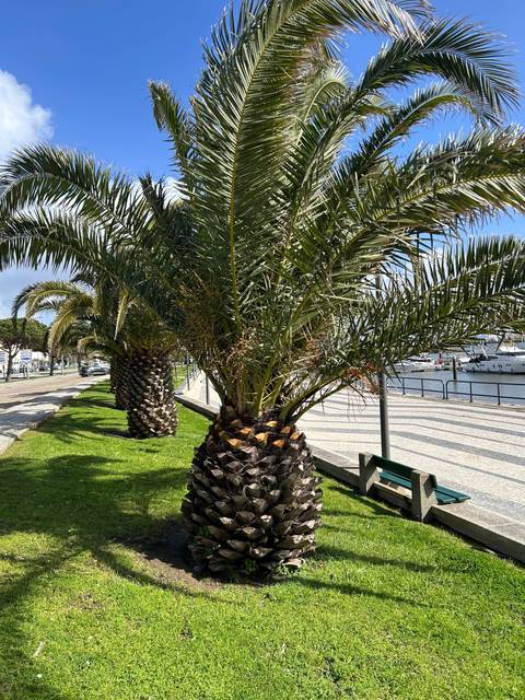 A palm tree on a grassy area with clear blue sky.