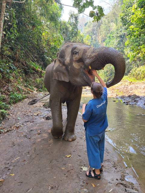 Person feeding an elephant by a river in a forest setting.