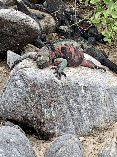 Marine iguana resting on a rock.