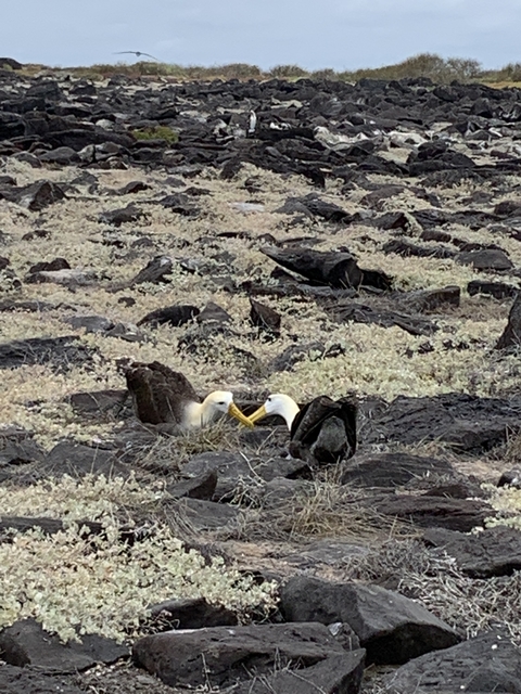 Two birds nestled in a rocky terrain.