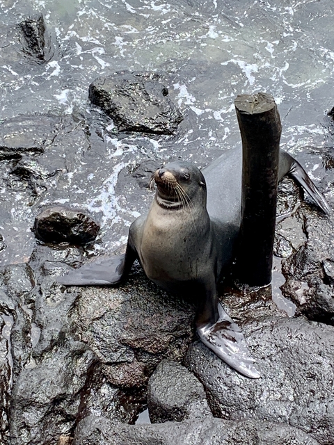 Sea lion relaxing on coastal rocks.