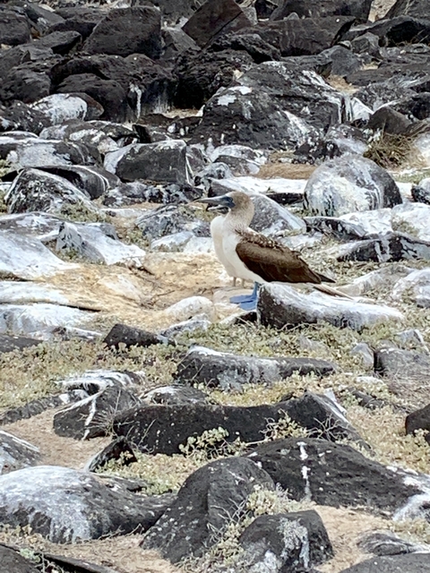 A single seabird standing on rocky ground.