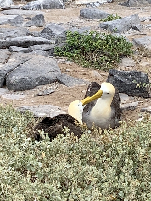       Two birds resting among rocks and sparse vegetation.
  