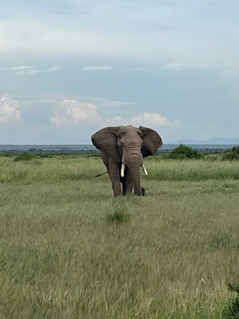 Elephant standing on grassland with distant horizon.