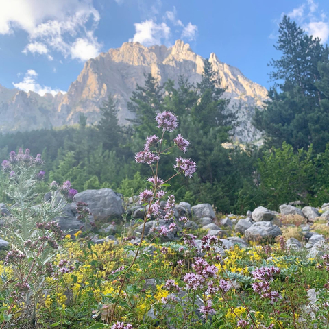 Close-up of wildflowers with mountains in the background.