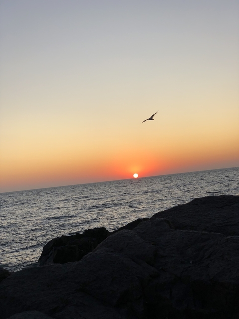       Sunset over the ocean with a bird flying.
  