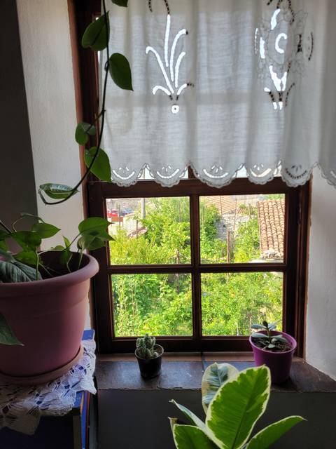 View through a window with potted plants and trees outside.