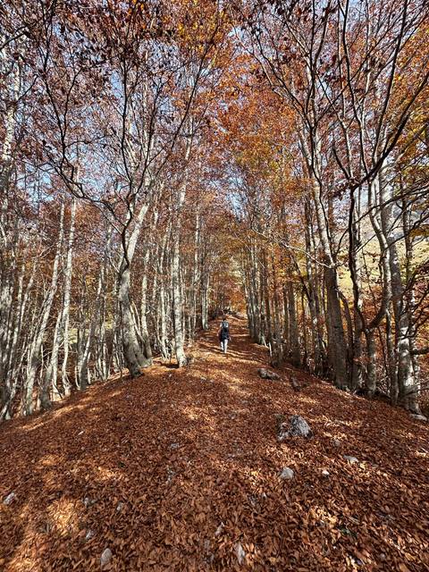       Path through a forest with autumn leaves.
  