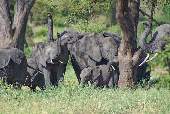 Klantbeoordelingsfoto van Privé-safari in Tanzania – middenklasse – 6 dagen 
