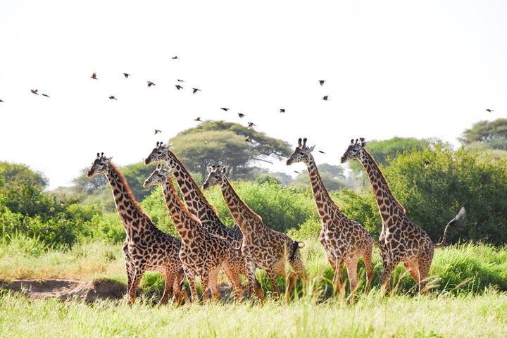 Klantbeoordelingsfoto van Privé-safari in Tanzania – middenklasse – 6 dagen 