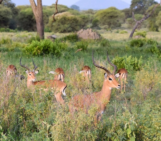 Klantbeoordelingsfoto van Privé-safari in Tanzania – middenklasse – 6 dagen 