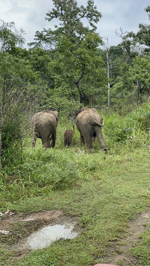       Elephants walking through greenery.
  