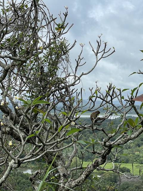       View of a monkey in a tree with a distant landscape.
  