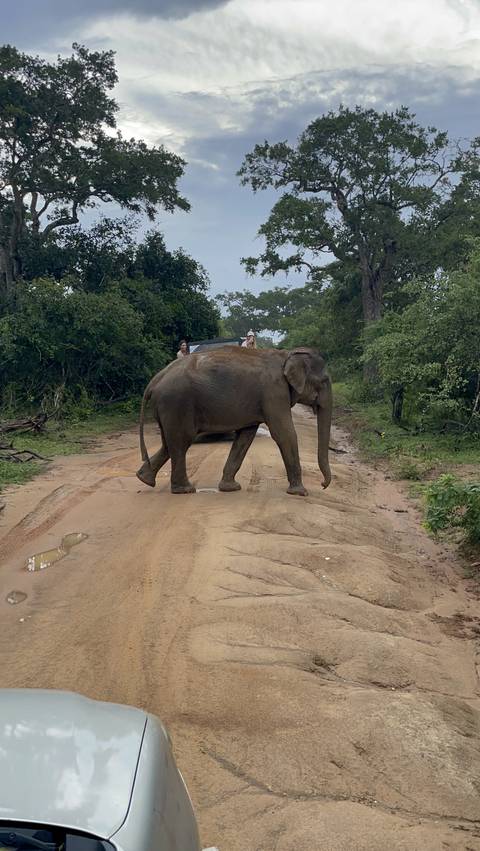 Elephant walking along a dirt road with a vehicle.