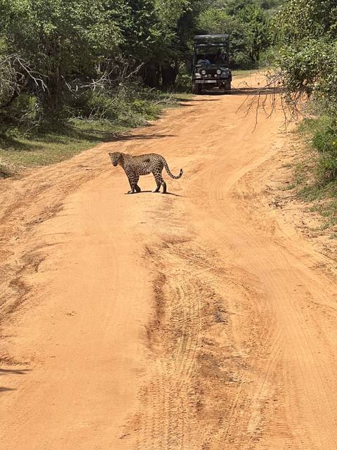 Leopard walking across a dirt road with a safari vehicle in the background.