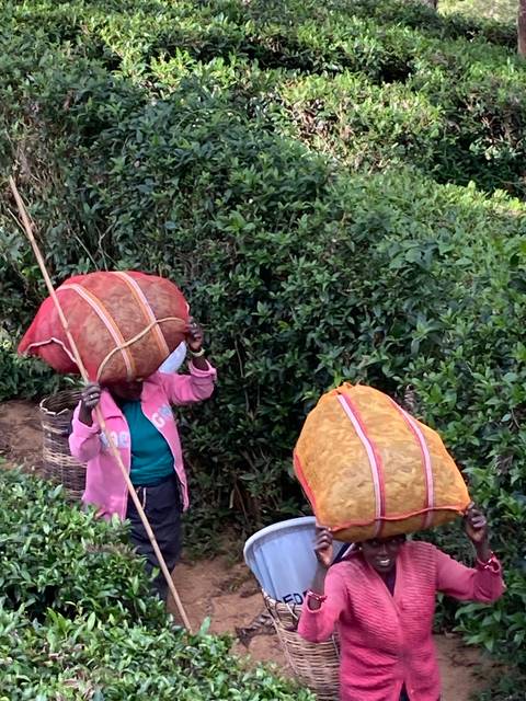 Two people harvesting tea leaves in a plantation.