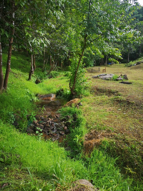 Small creek with rocks and greenery in an outdoor setting.