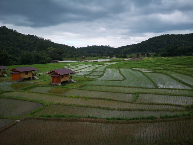 Rice fields with small wooden huts scattered around.
