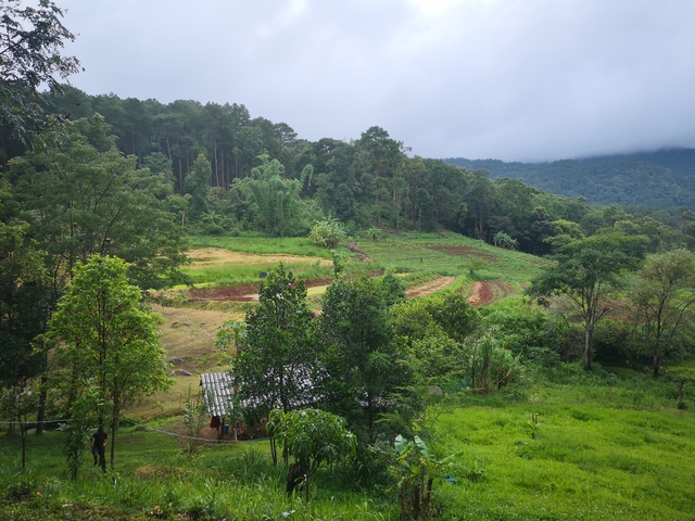       Lush green landscape with forests and fields.
  