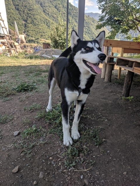       Friendly black and white dog standing on ground, looking at the camera.
  