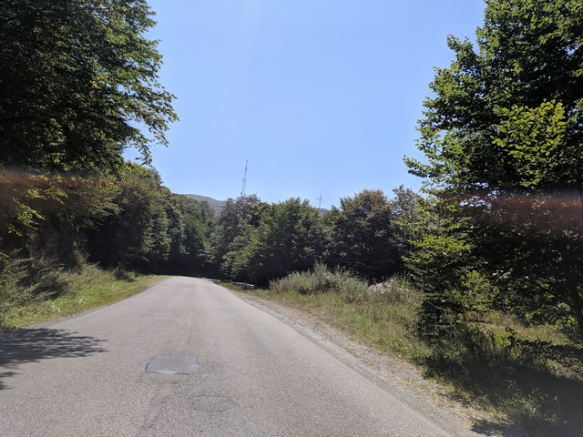       Quiet road cutting through dense forest with sunlight filtering through trees.
  
